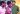 allu arjun and sivakarthikeyan join together in atlee film